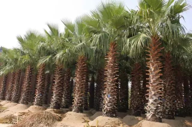 海南岛之旅，行吟椰风海韵