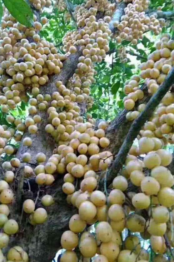 海南岛之旅,行吟椰风海韵